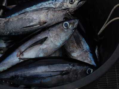 I tonni alalunga pescati durante la gara


